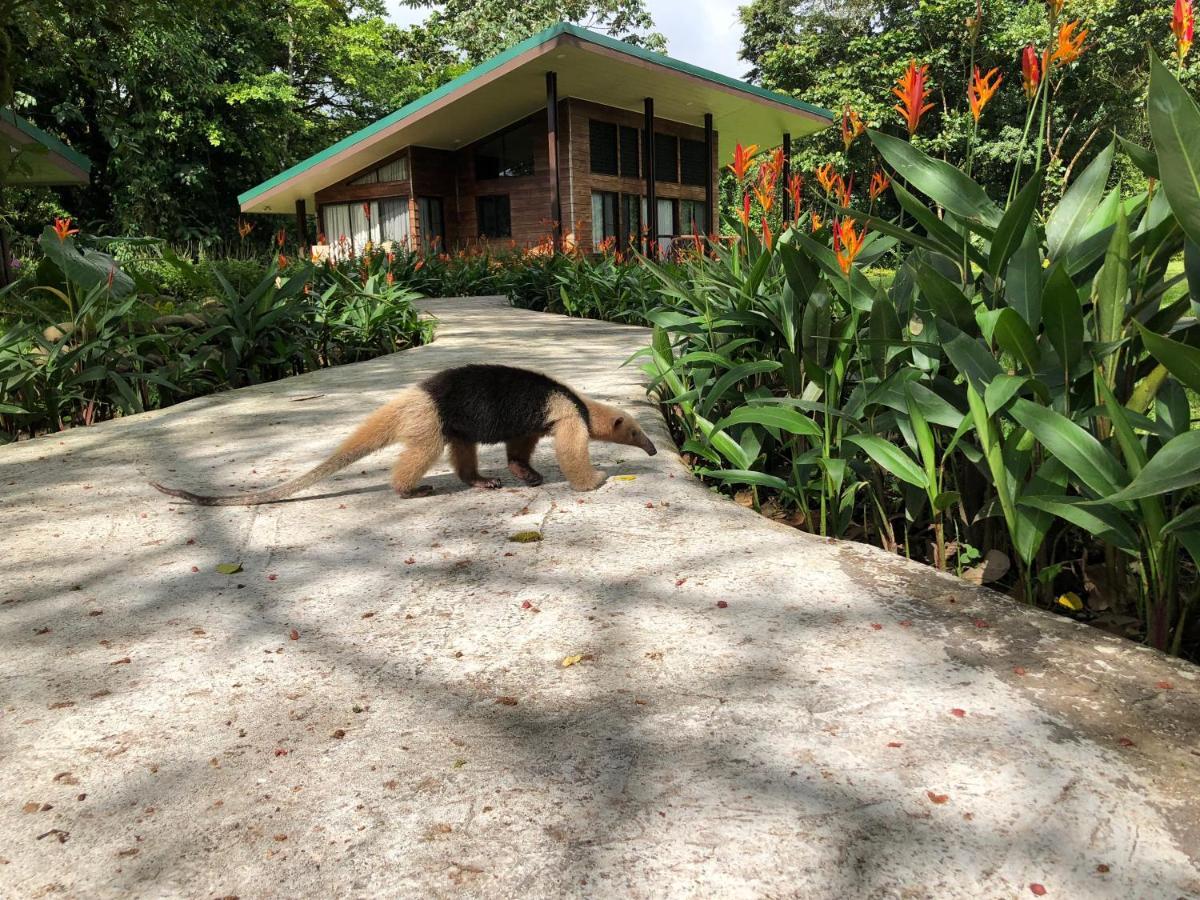 Sangregado Lodge ラ・フォルトゥナ エクステリア 写真